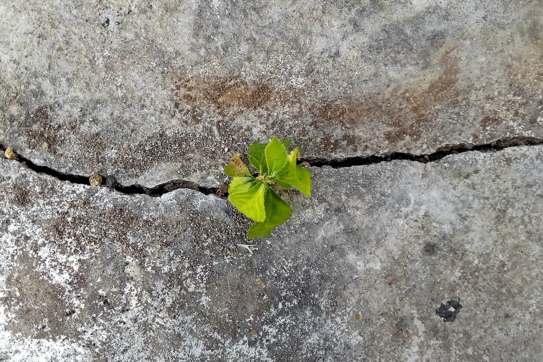 What is Ethical Growth?